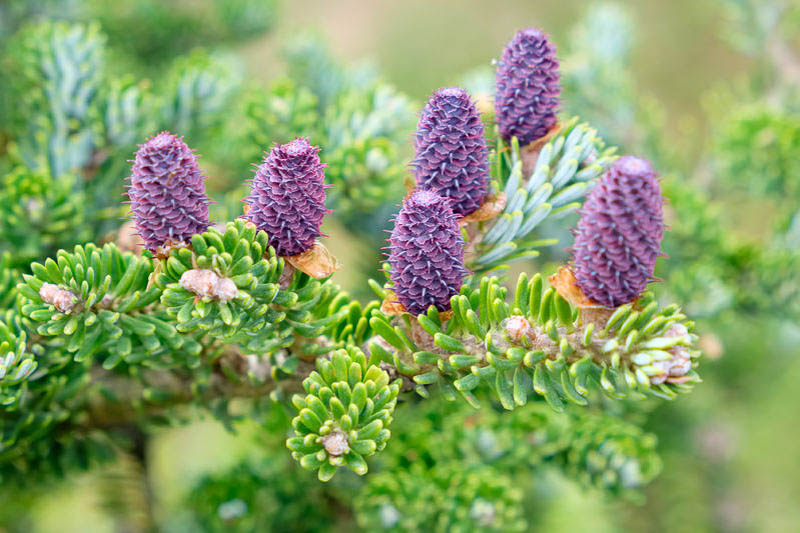 abies koreana, Korean Fir