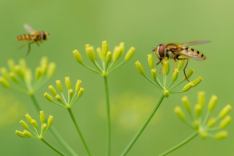 Hoverfly, Hoverflies on dill flowers, anthum graveolens
