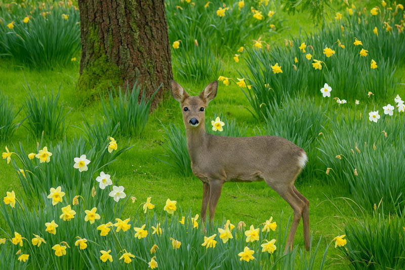 How to get rid of deer?, What do deer eat? Deer, Deer resistant, Deer repellent, Deer tolerant
