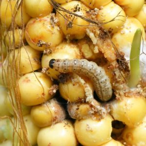 European Corn Borer