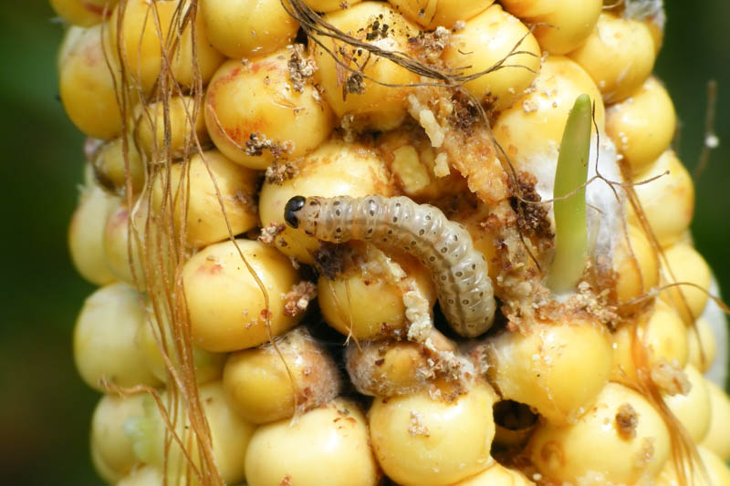 European Corn Borer