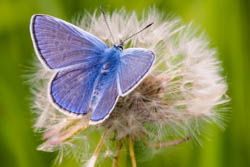 Common blue butterfly, Polyommatus icarus