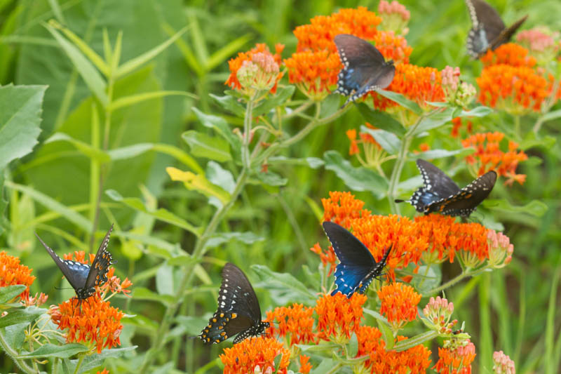 Pipevine Swallowtail, Battus philenor, Butterfly Milkweed, Asclepias tuberosa