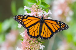 Monarch butterfly 