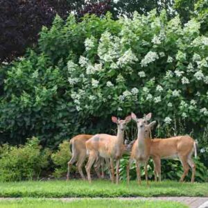 Deer-resistant Shrubs, Deer-proof Shrubs, Viburnum, Arrowwood, Barberry, Bayberry, Butterfly Bush, Boxwood