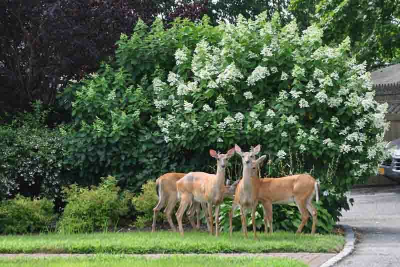 Deer-resistant Shrubs, Deer-proof Shrubs, Viburnum, Arrowwood, Barberry, Bayberry, Butterfly Bush, Boxwood