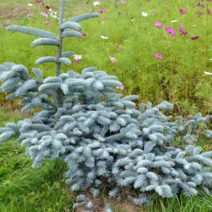 Fir high sisai (Abies procera f. glauca