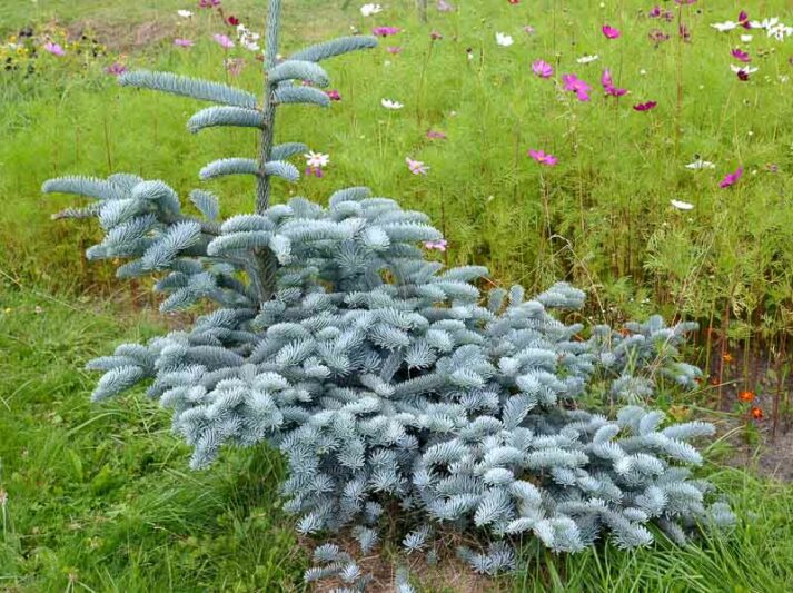 Fir high sisai (Abies procera f. glauca