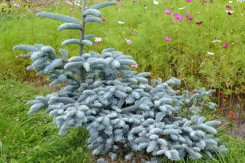 Fir high sisai (Abies procera f. glauca