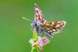 The chequered skipper, Carterocephalus palaemon