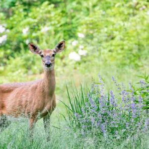 Deer-resistant plants, Deer-proof Plants, Bleeding Heart, Catnip, Foxglove, Sage, Iris, Lavender