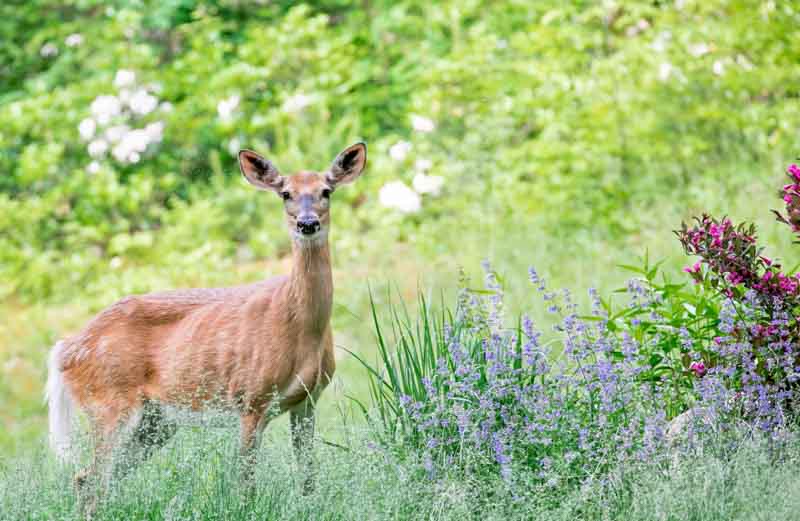 Deer-resistant plants, Deer-proof Plants, Bleeding Heart, Catnip, Foxglove, Sage, Iris, Lavender