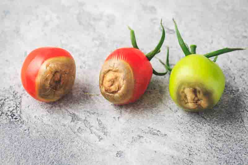 Blossom-end rot on tomatoes