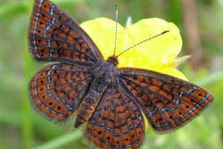 Swamp metalmark butterfly