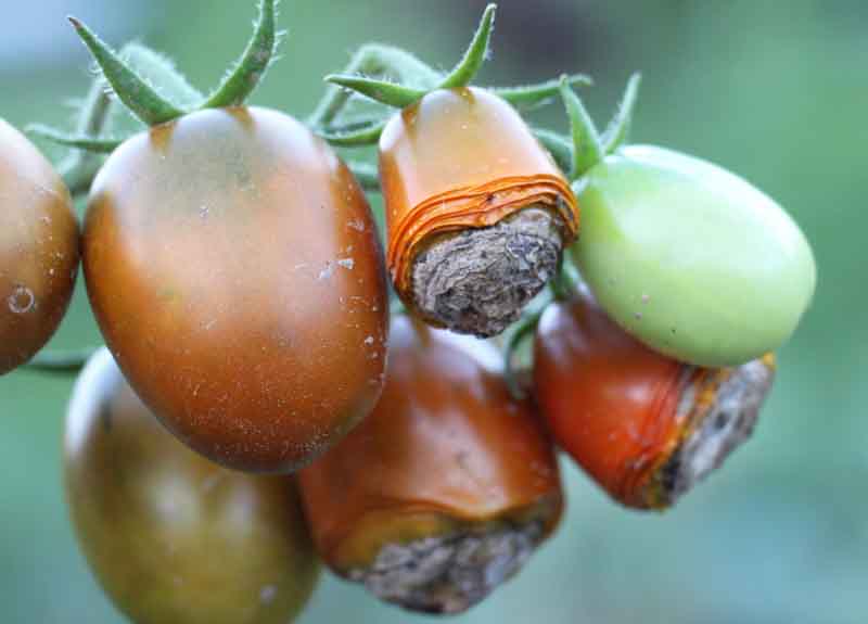 Blossom-end rot on tomatoes