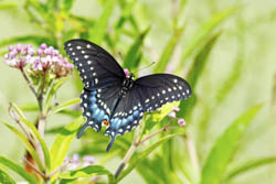 Black Swallowtail Butterfly