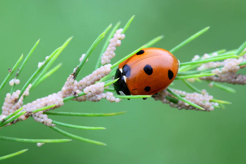 Ladybug eating aphids, Seven-spot ladybirds (Coccinella septempunctata), known also as seven-spotted ladybugs, are used extensively as biological pest control agents as they feed on Aphids.