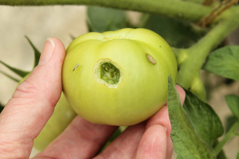 Corn Earworm, tomato worm