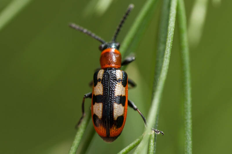 Asparagus beetle