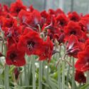 Red Amaryllis, Amaryllis Flower, Amaryllis Flowers