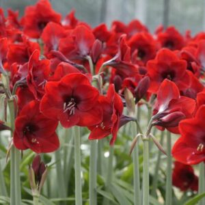 Red Amaryllis, Amaryllis Flower, Amaryllis Flowers