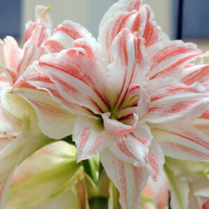 Amaryllis Dancing Queen, Striped Amaryllis, Amaryllis, Amaryllis Flower