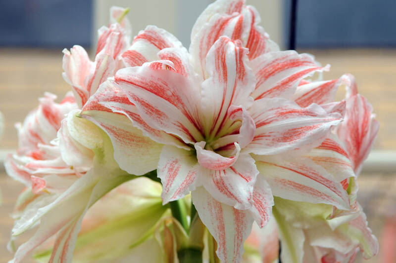 Amaryllis Dancing Queen, Striped Amaryllis, Amaryllis, Amaryllis Flower