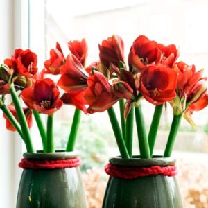 Amaryllis Ferrari, Red Amaryllis, Amaryllis Flower, Amaryllis Flowers