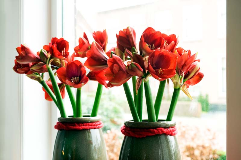 Amaryllis Ferrari, Red Amaryllis, Amaryllis Flower, Amaryllis Flowers