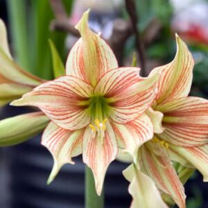 Amaryllis Giraffe, Pink Amaryllis, Amaryllis Flower, Amaryllis Flowers