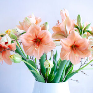 Amaryllis Rilona, Amaryllis, Hippeastrum, Amaryllis flower
