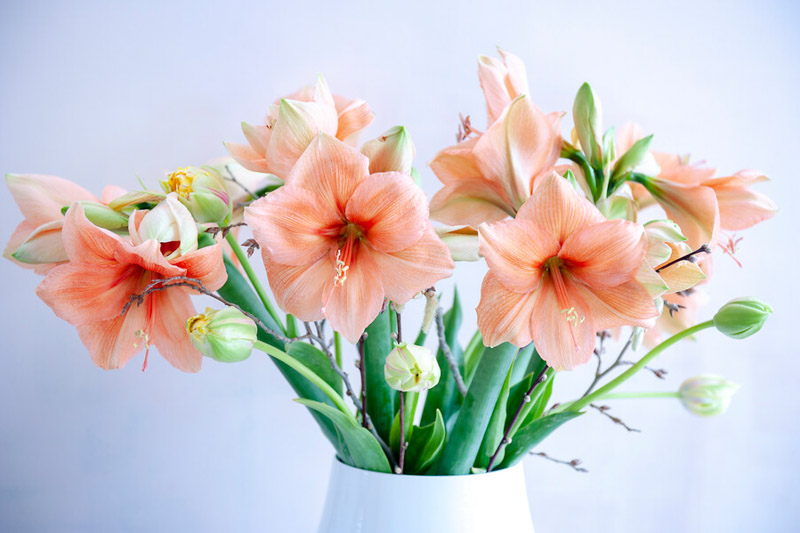 Amaryllis Rilona, Amaryllis, Hippeastrum, Amaryllis flower
