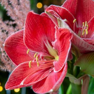 Amaryllis Magical Touch, Red Amaryllis, Amaryllis Flower