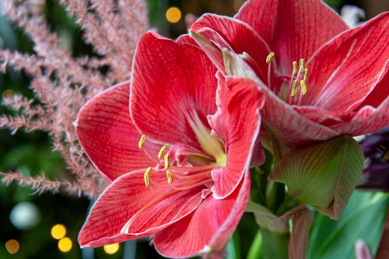 Amaryllis Magical Touch, Red Amaryllis, Amaryllis Flower