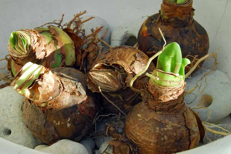 Amaryllis Bulbs, Amaryllis, Amaryllis care, Amaryllis Flower