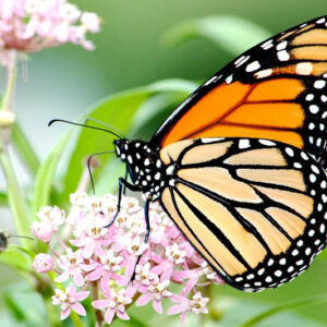 Milkweed, Common Milkweed, Butterfly Milkweed, Swamp Milkweed, Showy Milkweed, Asclepias