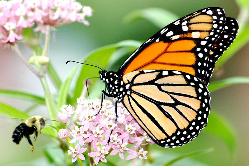 Milkweed, Common Milkweed, Butterfly Milkweed, Swamp Milkweed, Showy Milkweed, Asclepias