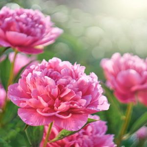 Paeonia lactiflora 'Karl Rosenfield' (Peony)