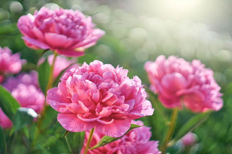 Pink Peonies