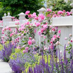 Perennial Combinations, Plant Combinations, Summer Borders, Hedges ideas, Fence ideas, Plant combination ideas, Borders ideas, Perennial combinations, David austin Rose Gertrude Jekyll, Salvia sylvestris, Salvia Mainacht, Salvia May Night, alchemilla moll