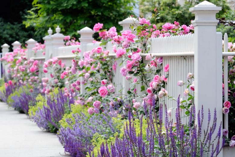 Perennial Combinations, Plant Combinations, Summer Borders, Hedges ideas, Fence ideas, Plant combination ideas, Borders ideas, Perennial combinations, David austin Rose Gertrude Jekyll, Salvia sylvestris, Salvia Mainacht, Salvia May Night, alchemilla moll