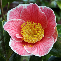 "Camellia,