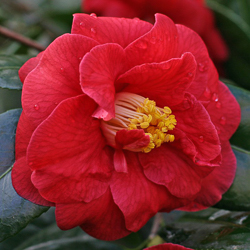 camellia adolphe audusson