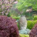 Acer palmatum 'Dissectum Atropurpureum', Prunus serrulata 'Kanzan'.