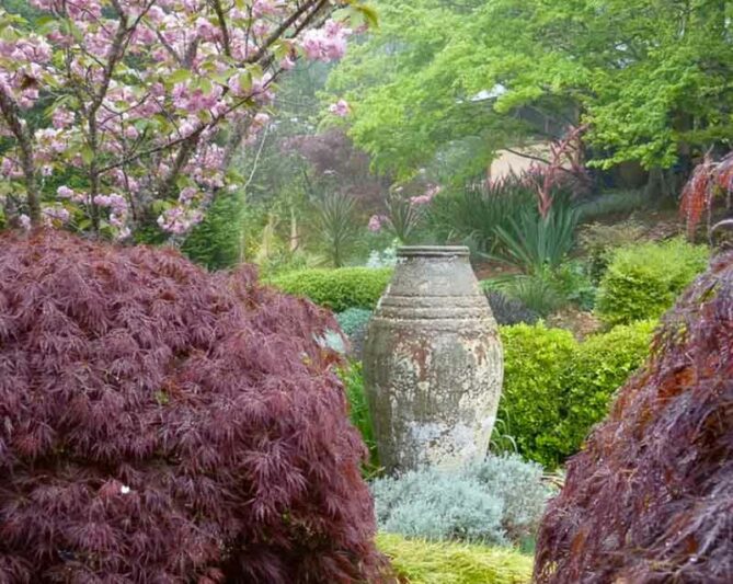 Acer palmatum 'Dissectum Atropurpureum', Prunus serrulata 'Kanzan'.