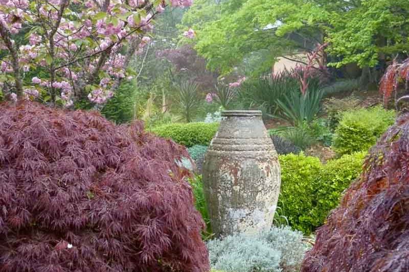 Acer palmatum 'Dissectum Atropurpureum', Prunus serrulata 'Kanzan'.