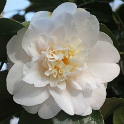 camellia barbara woodroof