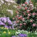 Fall Blooming Camellias, Winter Blooming Camellias, Spring Blooming Camellias, Landscaping with Camellias, Camellia companion plants, Camellia combinations,