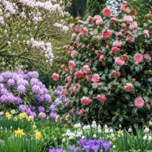 Fall Blooming Camellias, Winter Blooming Camellias, Spring Blooming Camellias, Landscaping with Camellias, Camellia companion plants, Camellia combinations,