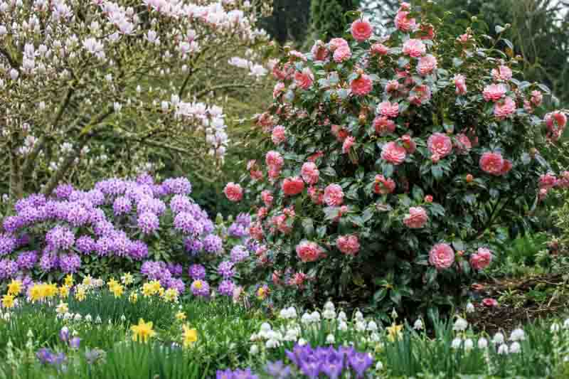 Fall Blooming Camellias, Winter Blooming Camellias, Spring Blooming Camellias, Landscaping with Camellias, Camellia companion plants, Camellia combinations,
